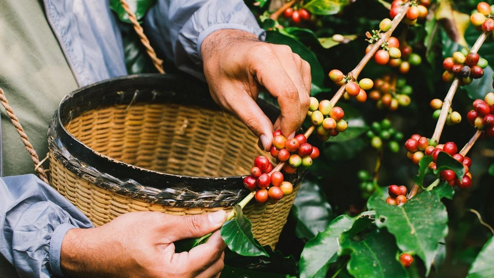 Colombia celebra su mejor cosecha de café en décadas, pero alerta por posible caída en el próximo ciclo